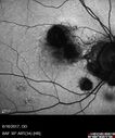 POHS_ancer_061617_05.jpg