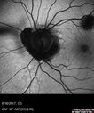 POHS_ancer_061617_07.jpg
