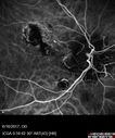 POHS_ancer_061617_23.jpg