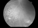 POL1_DEWI_04271208.jpg