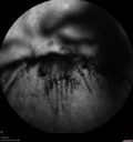 VH-npdros_010319_chdo_18.jpg