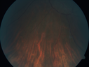White-vessel-kamo_121818_09.png