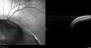 coloboma_jacal_08.jpg