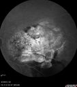 ipcv_joca_040313_31.jpg
