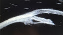 irisvessel_cra_02.jpg