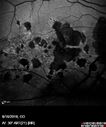 myope-rapidGA_frma_2018_36.jpg