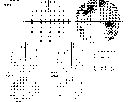 papilledemapretapvf.gif